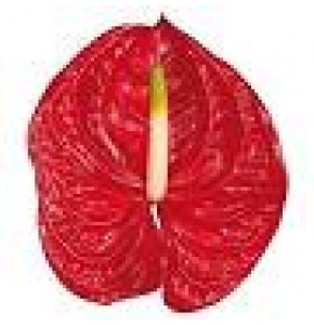 ΑΝΘΟΥΡΙΑ ΚΟΚΚΙΝΑ 11εκ. ANTHURIUM  ETERNO 11cm